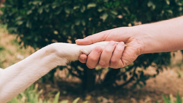 Handshake of dog and man