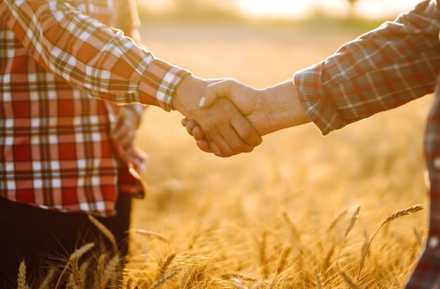 Handshake Two farmer standing in a wheat field and shake hands on sunset Harvesting concept