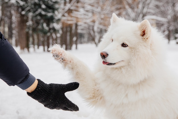 白い犬との握手。森の中の血統犬の飼い主