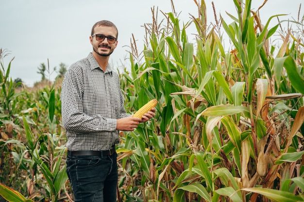 Handsome agronomist holds tablet touch pad computer in the corn field and examining crops before harvesting