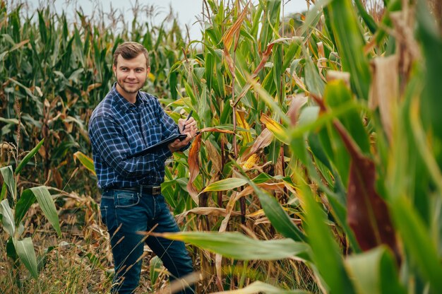 Handsome agronomist holds tablet touch pad computer in the corn field and examining crops before harvesting