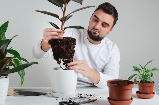 Handsome bearded man holding houseplant with ficus robusta in hands