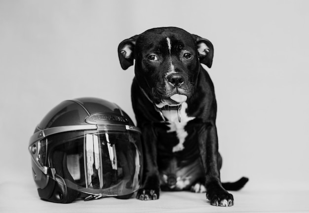 Bel cane nero con casco da motociclista