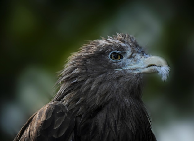 Handsome black eagle with a feather in his mouth