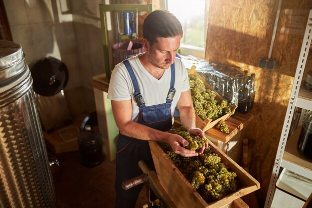 Handsome brunette man looking ant grapes in his hands while working at the winery