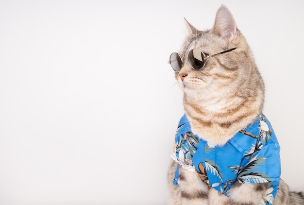 Foto gli occhiali da sole e la camicia blu di usura del gatto bello si siedono su fondo bianco pronto per le vacanze estive di vacanza