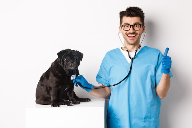 Bello medico veterinario che sorride, esaminando l'animale domestico nella clinica veterinaria, controllando il cane carlino con lo stetoscopio, mostrando il pollice in su e sorridendo soddisfatto, sfondo bianco