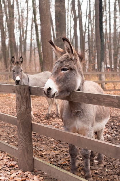 A handsome donkey stands by the fence. Stubborn animal