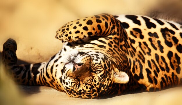 Premium Photo | Handsome jaguar stretched out on stones and warms his back
