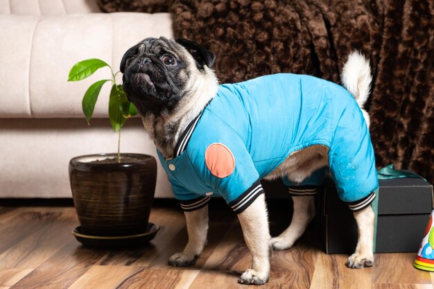 A handsome little oneyearold pug in a blue suit is celebrating a birthday