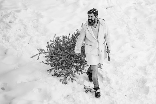 A handsome lumber with a beard carries a Christmas tree
