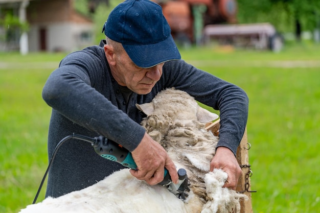 Handsome man shearing the wool from sheep. Farmer shearing the sheep.