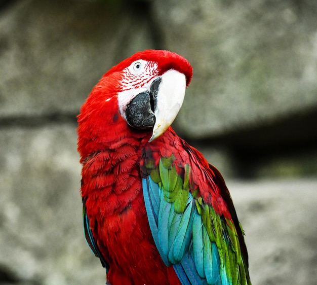 Il pappagallo rosso bello si siede pensieroso su una roccia