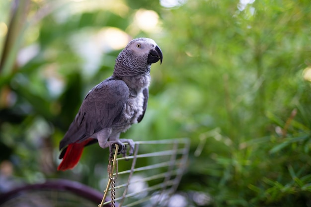 Handsome and the smartest African gray parrot Jaco