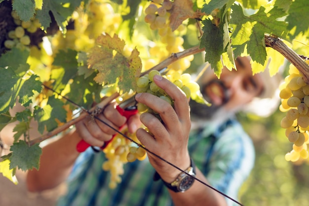 Vignaiolo sorridente bello che taglia l'uva in una vigna. avvicinamento.