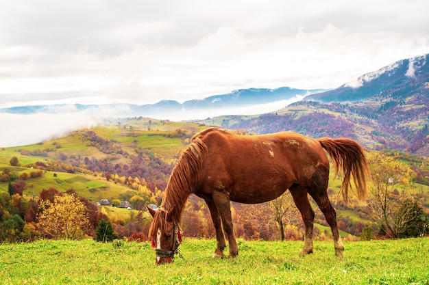 A handsome stallion walks in the field and eats juicy grass