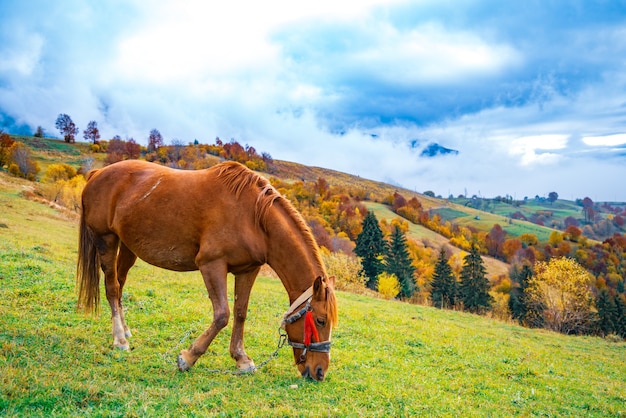 A handsome stallion walks in the field and eats juicy grass