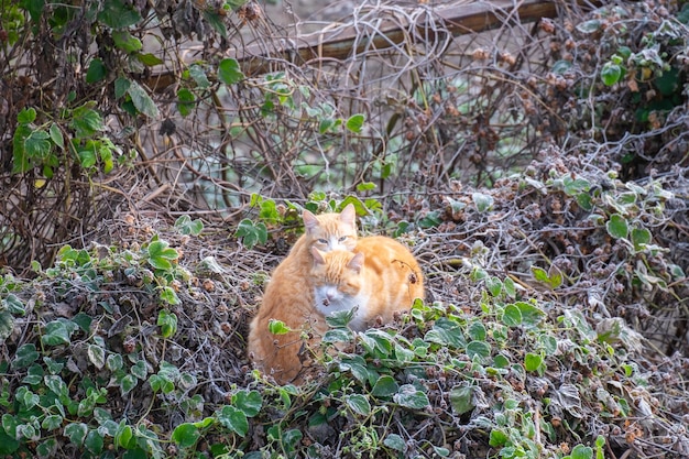 A handsome stray cat rests lying on a wall looking at the camera