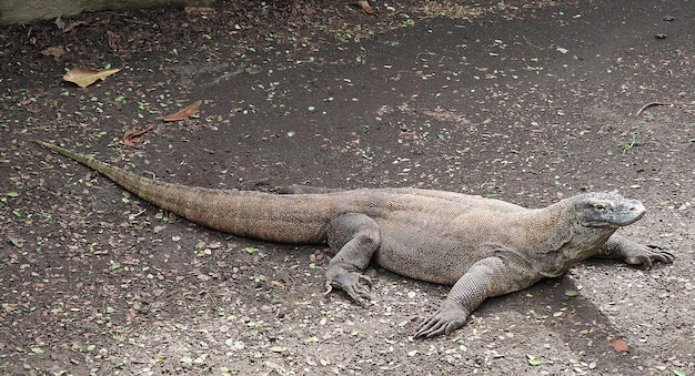 ハンサムで強いコモド ドラゴンまたはヴァラヌス komodoensis インドネシアで