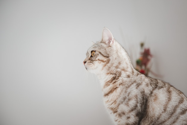 Handsome tabby cat sit and looking outside room