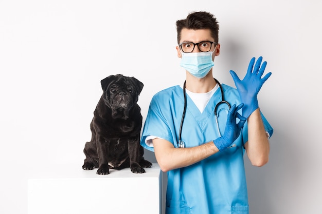 Foto il bel medico veterinario nella clinica veterinaria indossa guanti e maschera medica, esaminando un simpatico cagnolino, sfondo bianco.