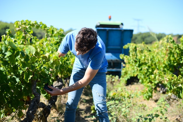 Handsome young man picking grapes during wine harvest