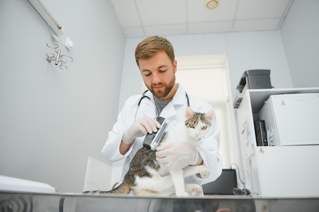 Handsome young veterinarian holding cat in clinic