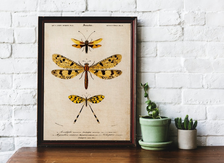 Foto handtekening van insectenverzameling in fotolijstje interieurdecoratie