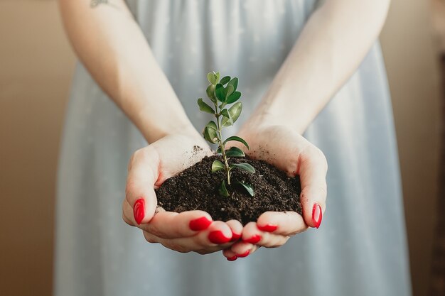 Handvol aarde met jonge plant in de groei