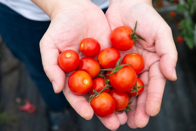 Handvol rijpe tomaten vers geplukt van boerderij voor gezonde voeding plantaardige