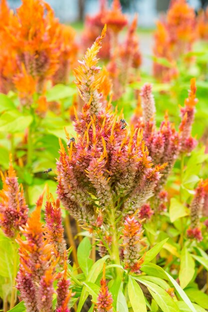 Hanekam bloemhoofd rood oranje met bijen