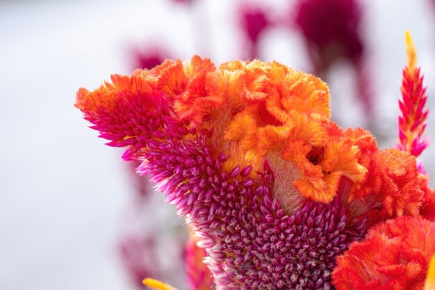 Hanekambloem Celosia argentea Paars en wit Mooie roze celosia flamingo veren bloemen