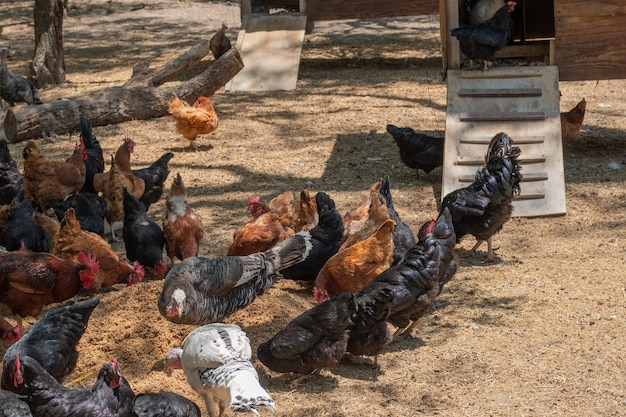 Hanen en kippen van verschillende kleuren eten hun voedsel op een boerderij