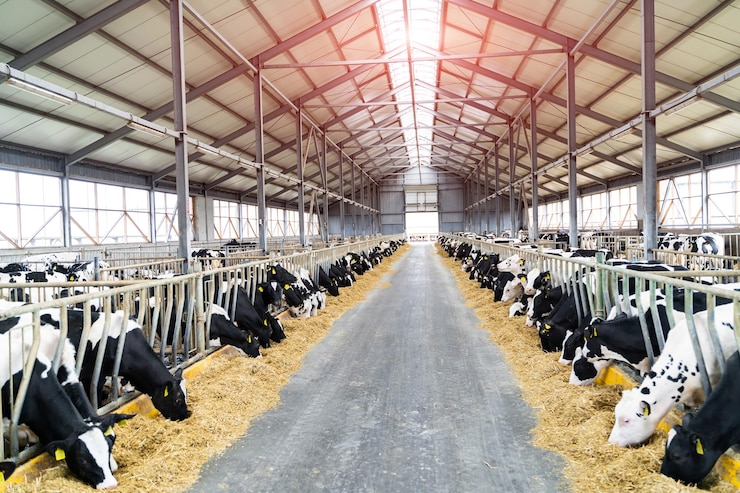 Photo hangar of cows feeding animal domestic ranching milk farming