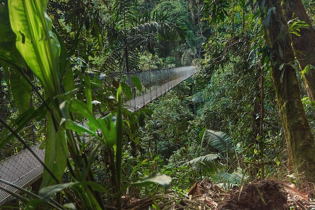 Hangende brug over de jungle