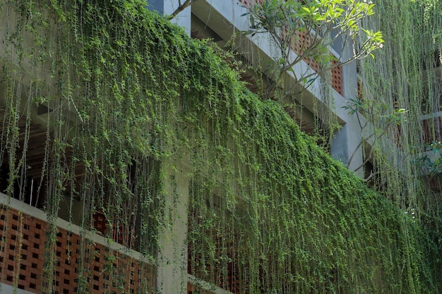 Hangende klimop scheuten op de bakstenen muur achtergrond Groen huis of appartement concept