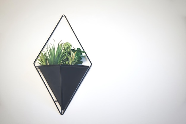 Hangende planter op een witte muur als achtergrond. Home decoratieve planten