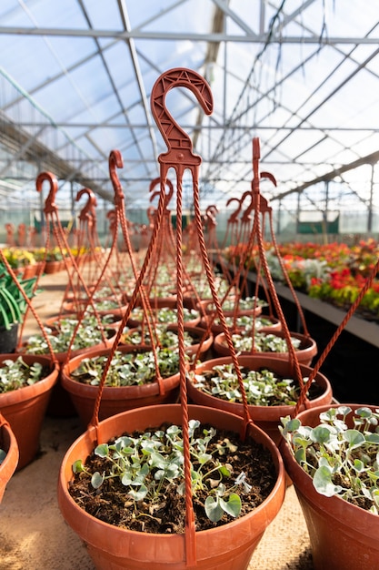 Hangende plastic potten met jonge bloemplanten die in kas groeien