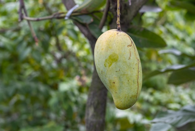 Hangende rijpe mango aan de boom met kopieerruimte