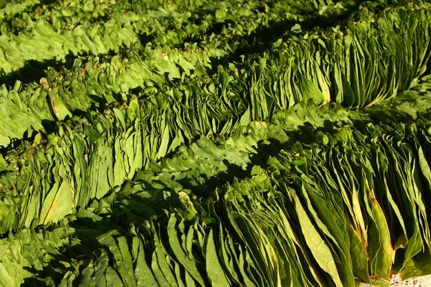 Hangende tabaksbladeren Tabaksbladeren drogen