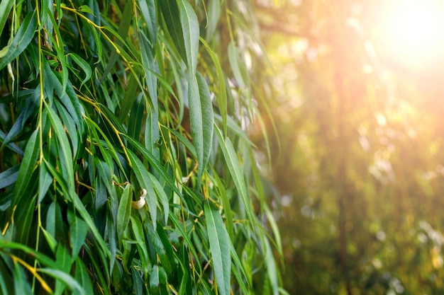 Hangende wilgentakken met groene bladeren in het zonlicht achtergrond van groene wilgenbladeren