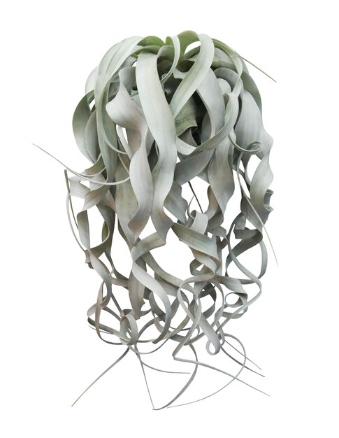 Hanging air plant grey green leaves of Tillandsia indoor houseplant isolated on white background