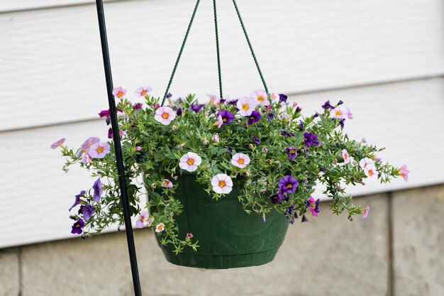 A hanging basket of multi colored calibrachoa