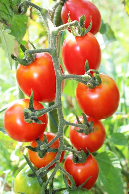 Appeso a un ramo di pomodori