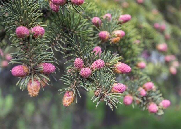 사진 picea omorika의 매달린 가지