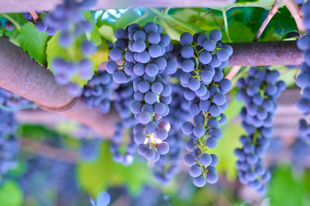 Hanging bunches of ripe grapes on a bright sunny summer day.