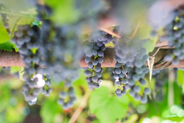 Hanging bunches of ripe grapes on a bright sunny summer day.