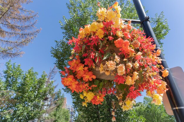 夏にカルガリーのダウンタウンの通りに花かごを吊るす