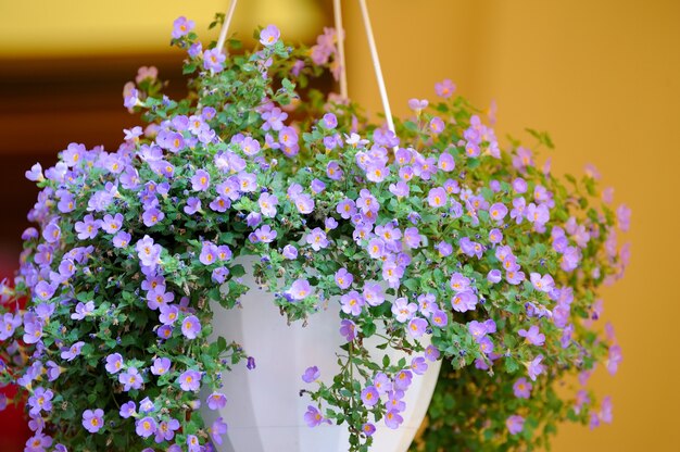 Hanging flowers at the entrance to the restaurant