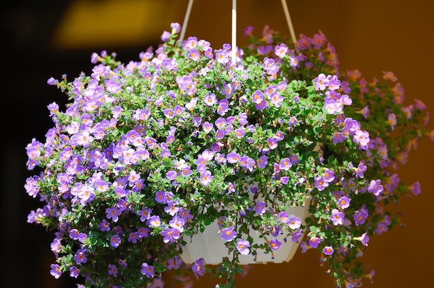 Hanging flowers